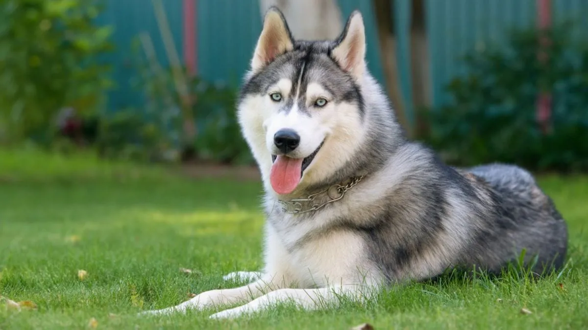 Pies jak husky – rasy o podobnym wyglądzie i charakterze, które warto poznać