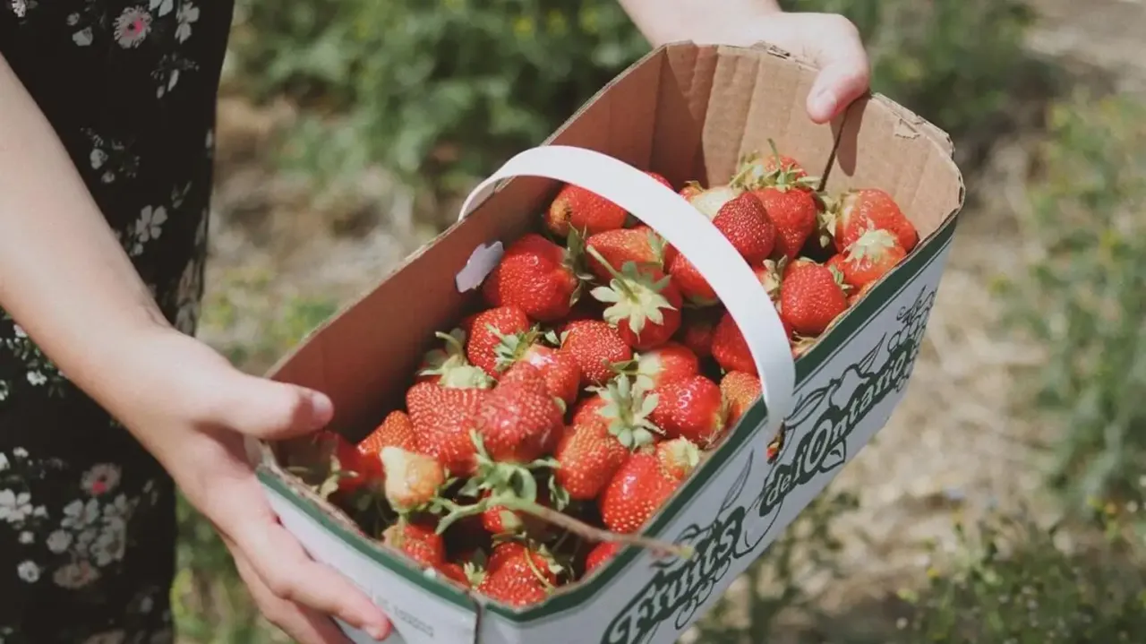 Ile można zarobić na truskawkach w Holandii? Zaskakujące fakty o zarobkach