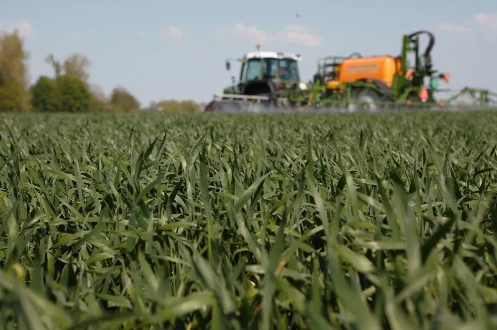 Najlepsze odpowiedzi na chwast w zbożu w krzyżówkach - sprawdź teraz