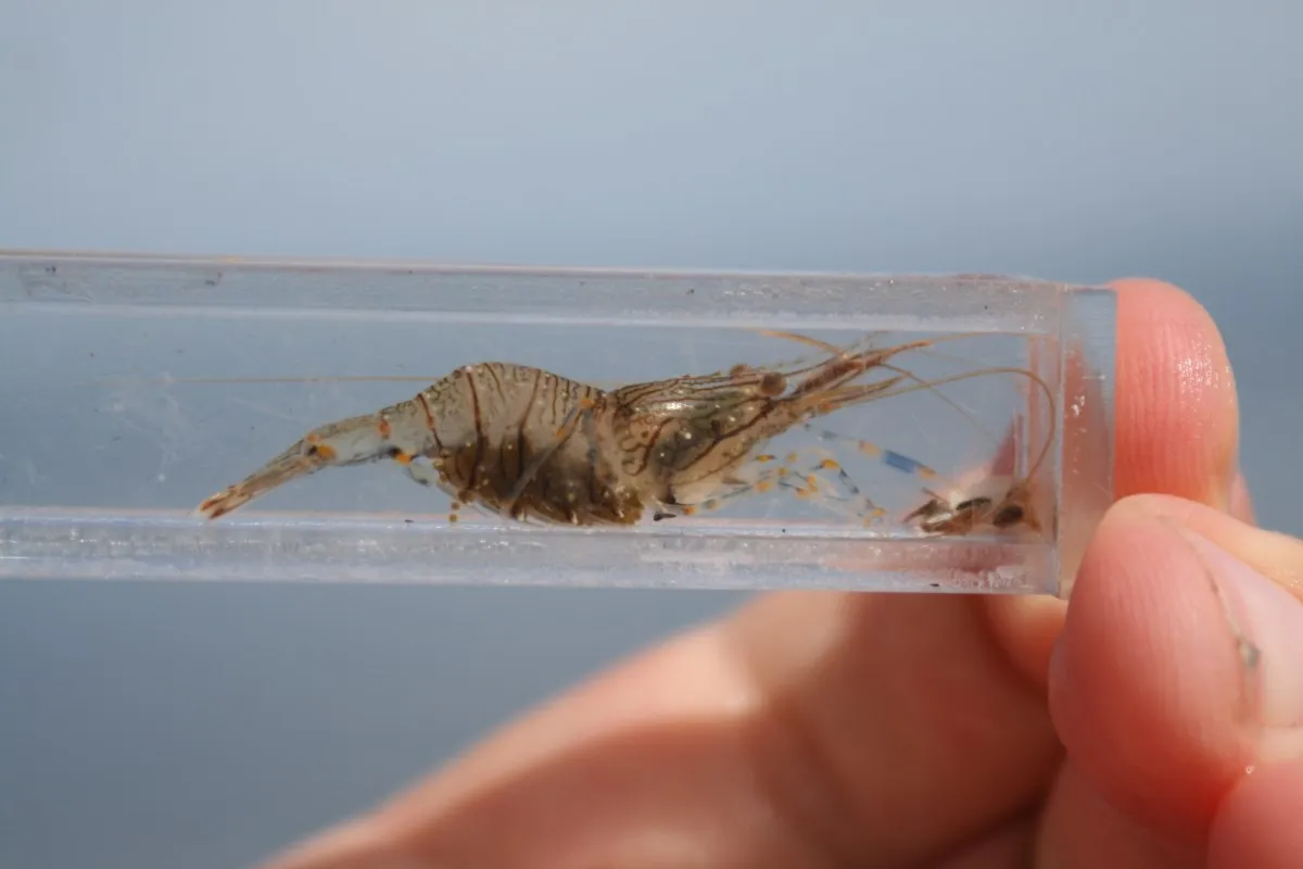 Czy w Bałtyku są krewetki? Odkryj ich gatunki i ekosystem