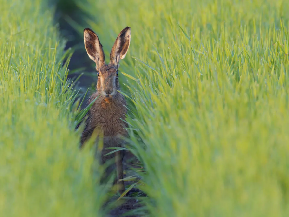 Czym się żywi zając? Odkryj jego ulubione rośliny i pokarmy