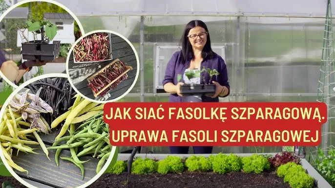 Fasolka szparagowa uprawa w doniczce: Krok po kroku jak sadzić i jak rośnie