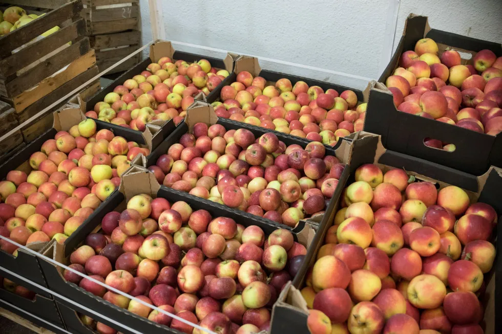 Po ile jabłka na skupie? Sprawdź aktualne ceny i różnice!