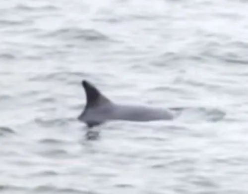 Czy delfiny są w Bałtyku? Rzadkie obserwacje i ich przyczyny