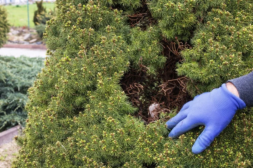 Chwasty w tujach i iglakach - metody zwalczania niepożądanych roślin