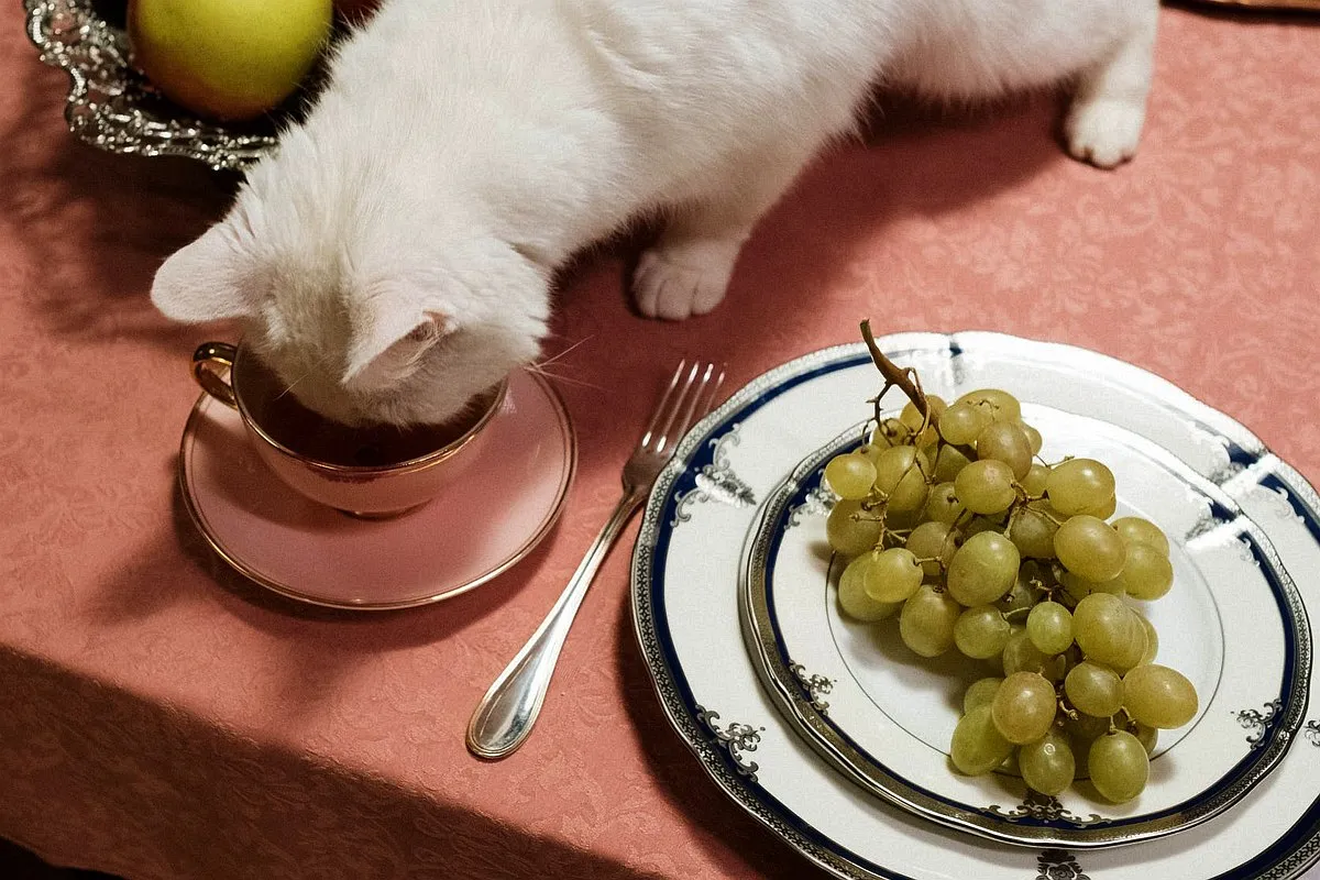 Czy koty mogą jeść winogrona? Dowiedz się, co może im zagrażać