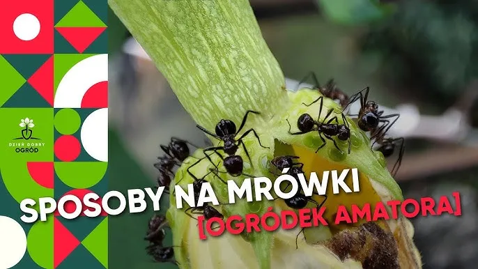 Skuteczne sposoby na mrówki w ogrodzie: domowe i chemiczne