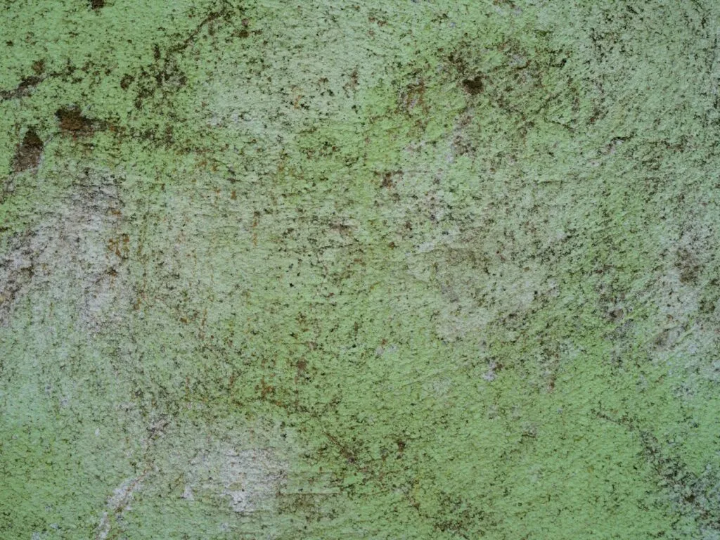 Dlaczego elewacja zielenieje? Odkryj przyczyny i skuteczne rozwiązania