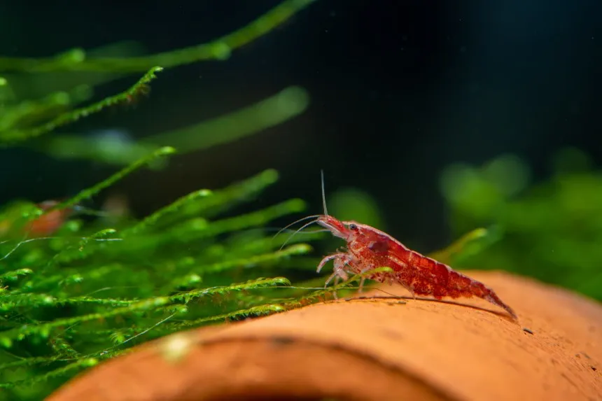 Jak karmić krewetki w akwarium z rybkami, aby uniknąć problemów?
