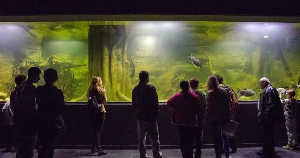 Oceanarium Gliwice: Alternatywy dla morskich atrakcji w regionie