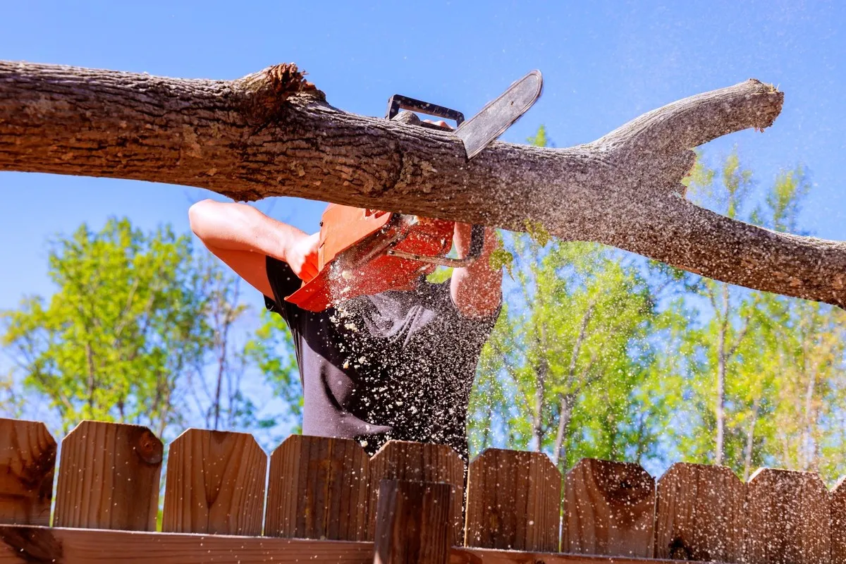 Jak legalnie wyciąć drzewa na swojej posesji bez kłopotów?