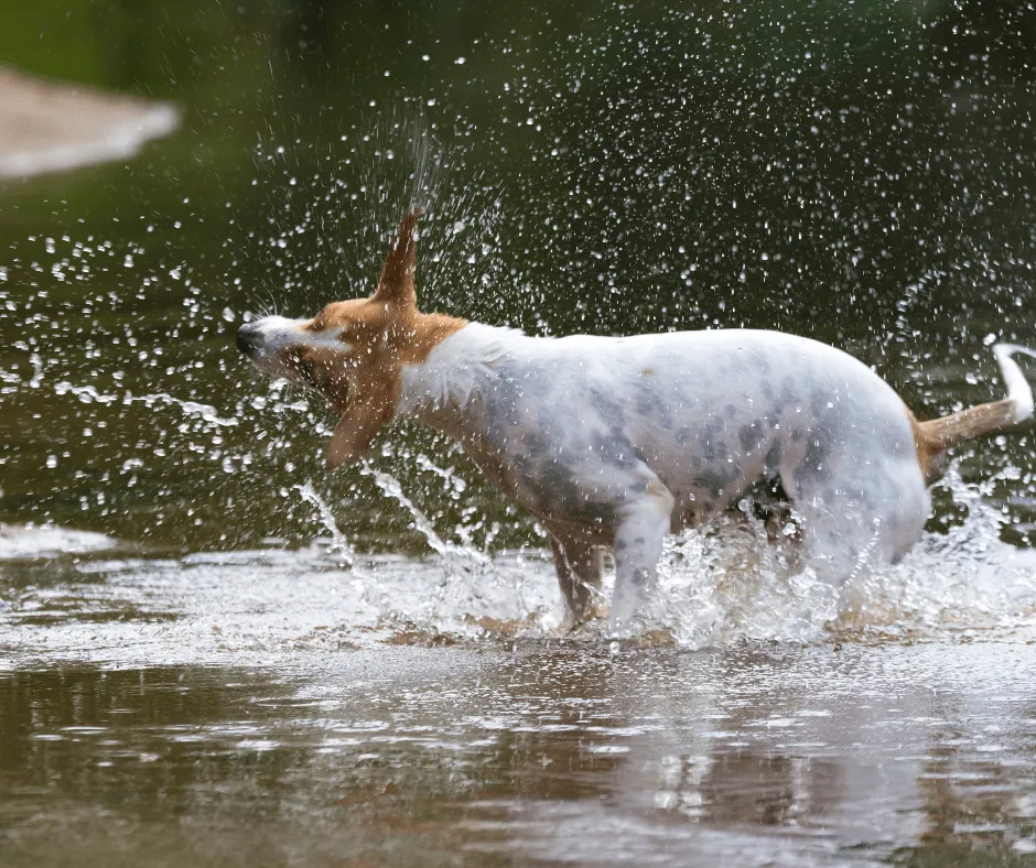 Jak nauczyć się pływać pieskiem i uniknąć najczęstszych błędów Jak nauczyć się pływać pieskiem i uniknąć najczęstszych błędów