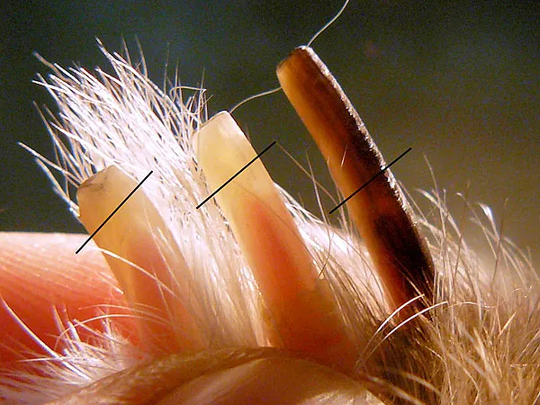 Jak obcinać paznokcie śwince morskiej bez stresu i bólu Jak obcinać paznokcie śwince morskiej bez stresu i bólu