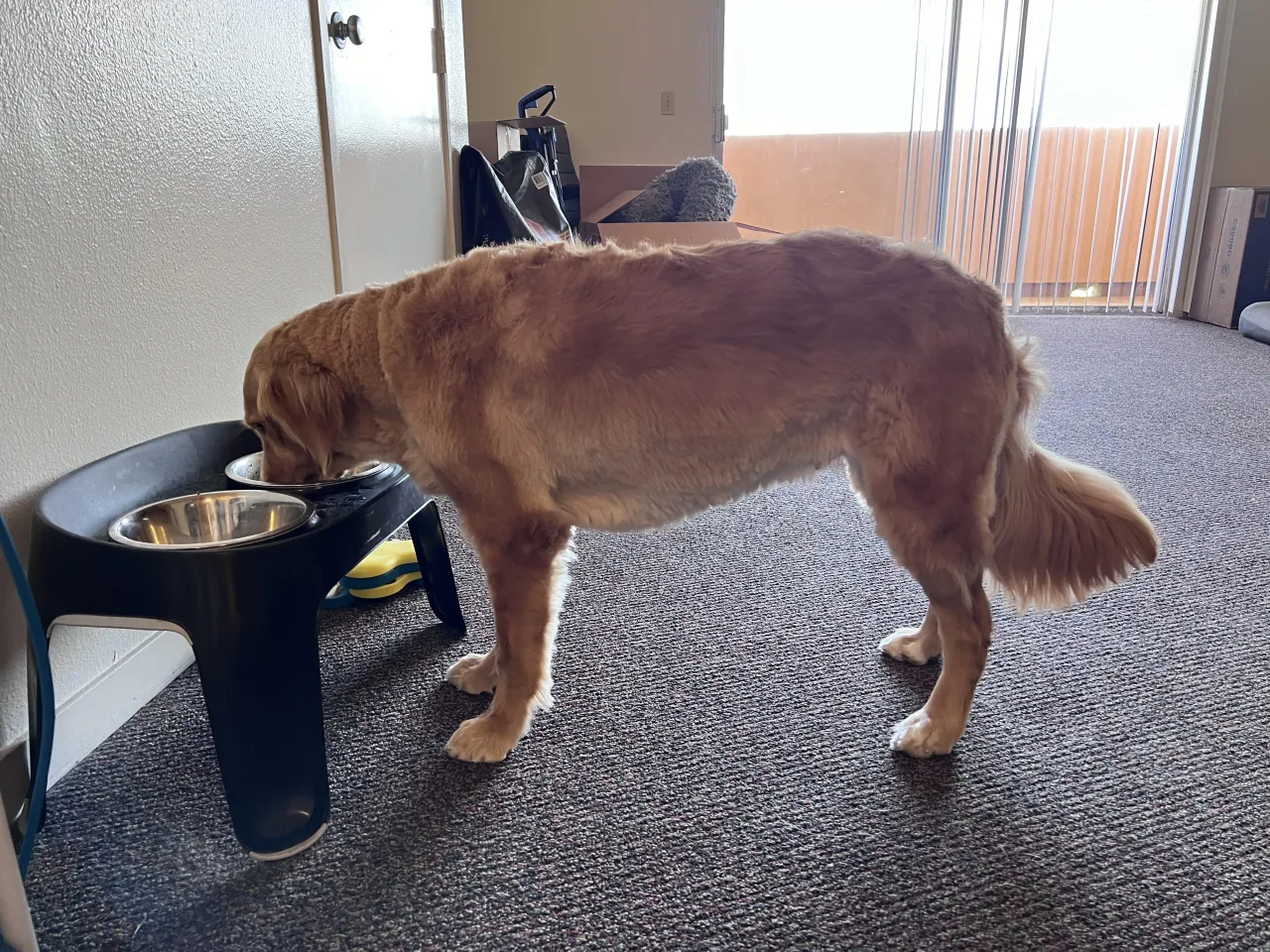 Czy golden retriever ma włosy czy sierść? Odkryj prawdę o jego futrze Czy golden retriever ma włosy czy sierść? Odkryj prawdę o jego futrze