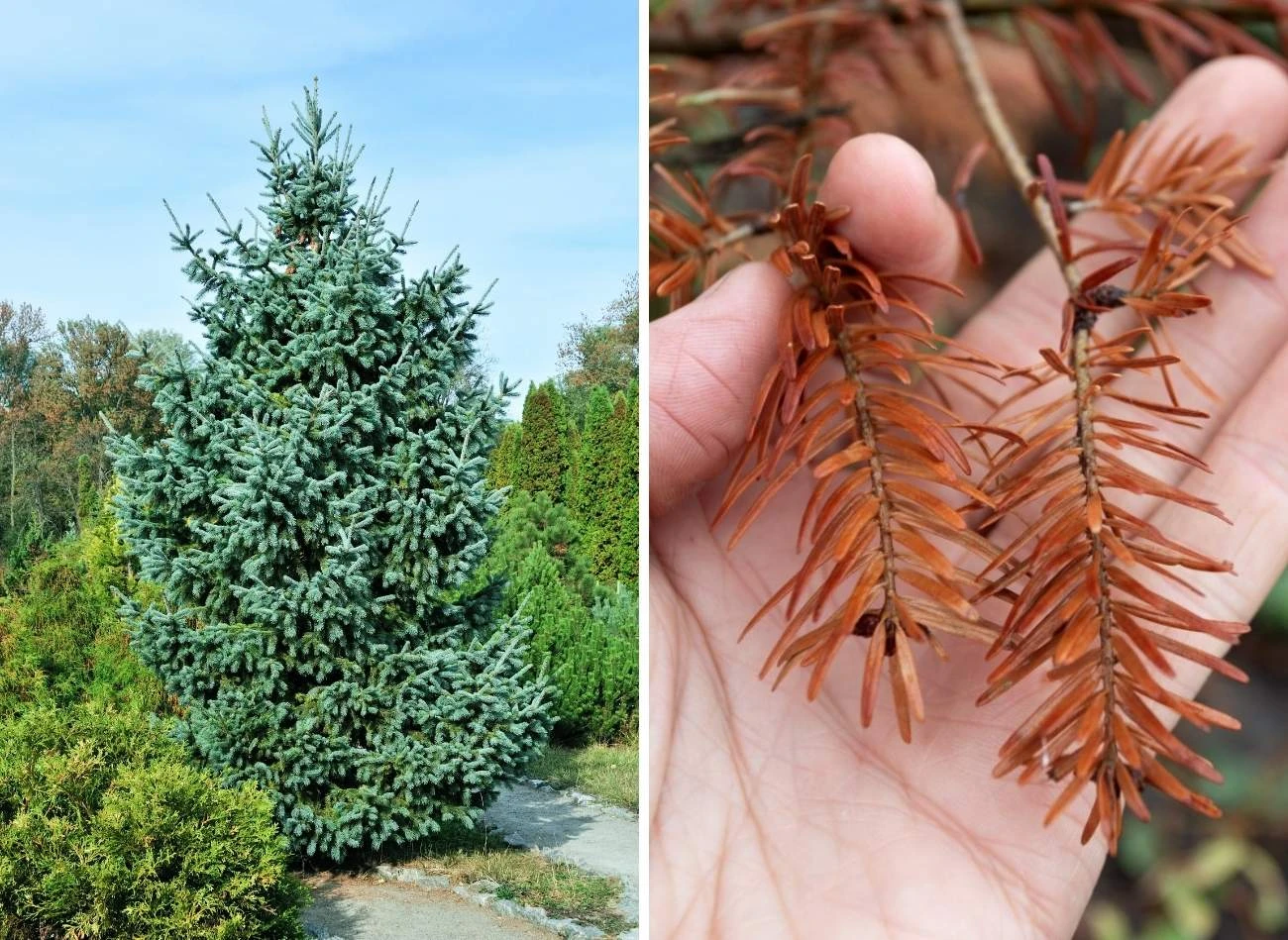 Choroby świerków: Zapobieganie i skuteczne strategie