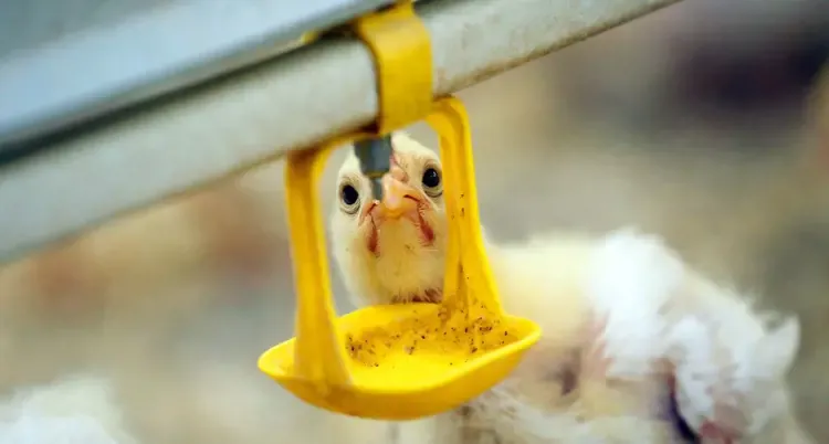 Jak zapewnić zdrowie i odpowiednie żywienie dla drobiu wodnego