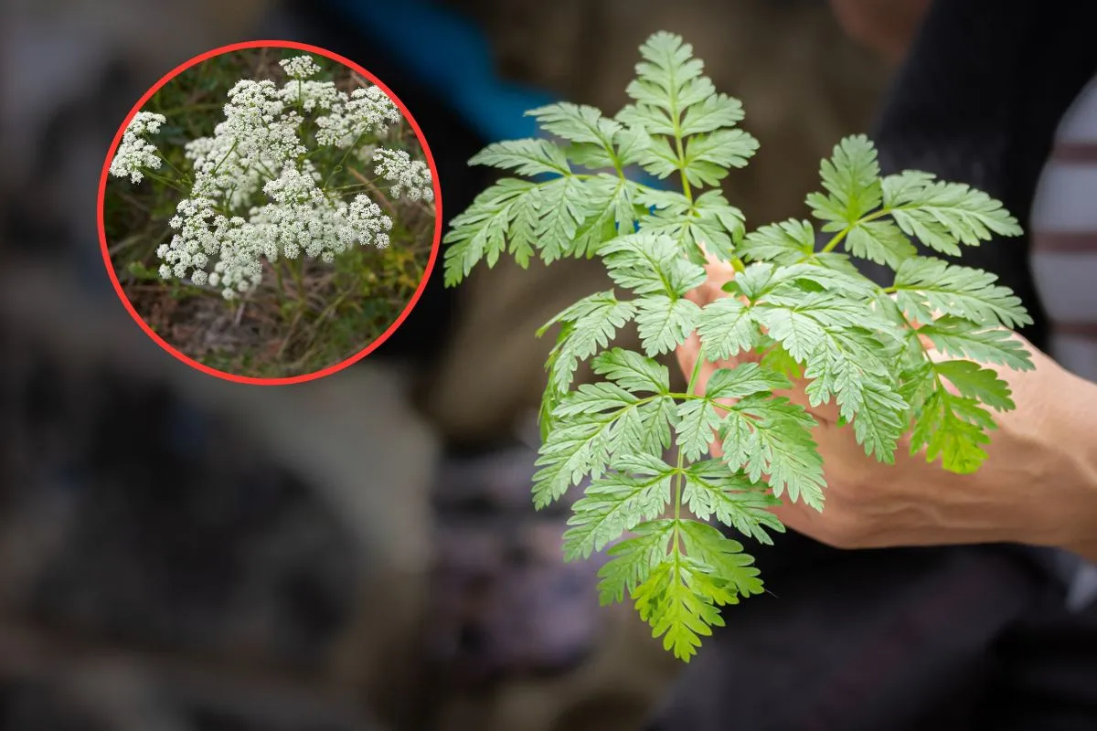 Pietruszka czy trucizna? Rozpoznaj blekot i szalej w ogrodzie!