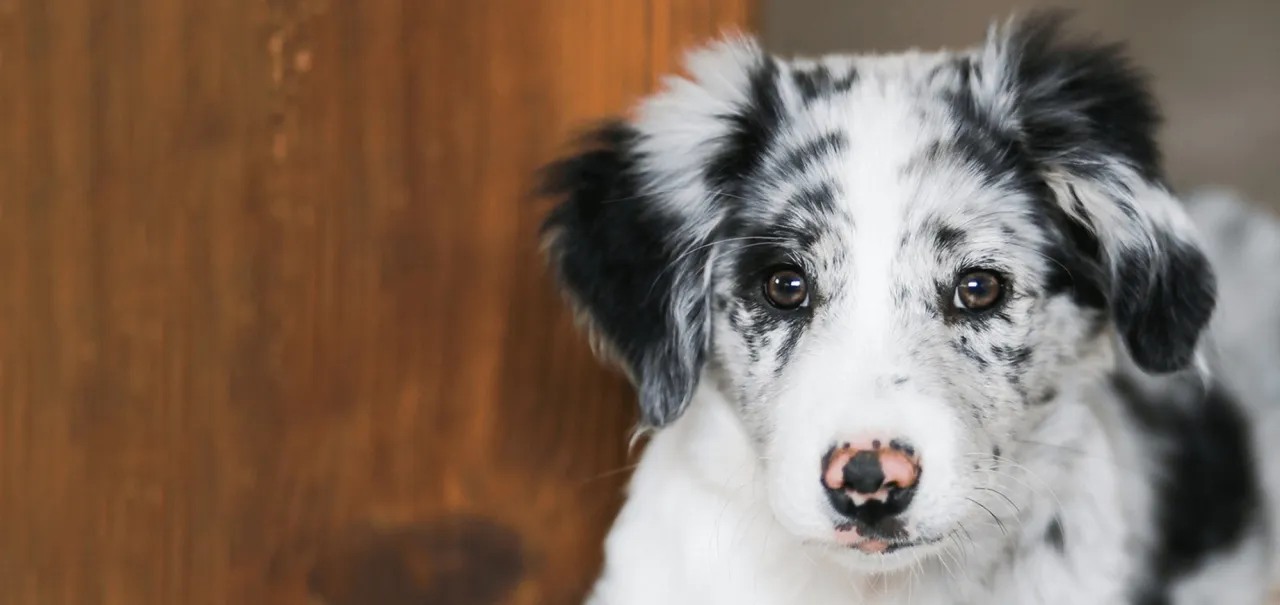 Czy pies może jeść frytki? Odkryj ryzyko dla zdrowia pupila