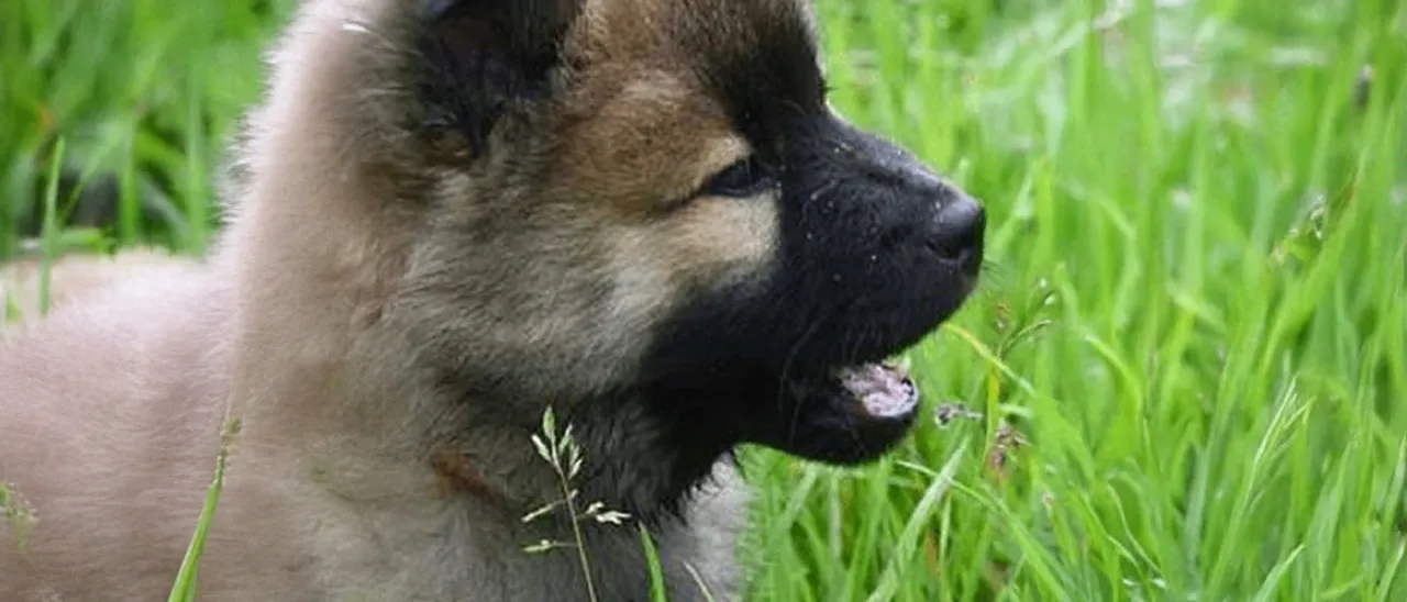 Czy pies może jeść ciastka? Zobacz, co może mu zaszkodzić