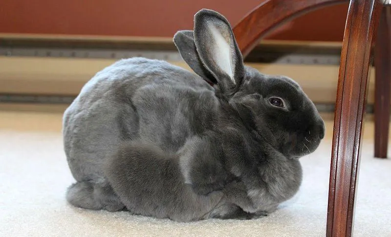 Dlaczego królik gubi sierść? Przyczyny i objawy, które niepokoją