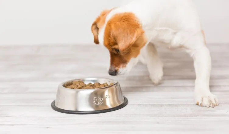 Ryż czy ziemniaki dla psa - co wybrać dla zdrowia pupila?