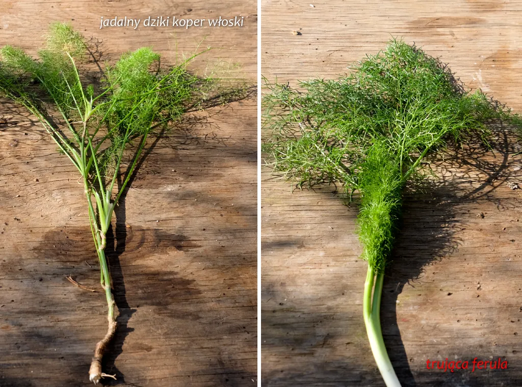 Koper czy trucizna? Rozpoznaj trujące chwasty podobne do kopru