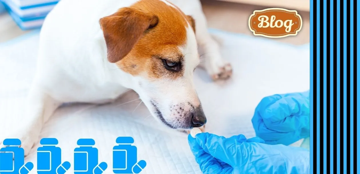 Objawy odrobaczania psa: co powinieneś wiedzieć o skutkach ubocznych