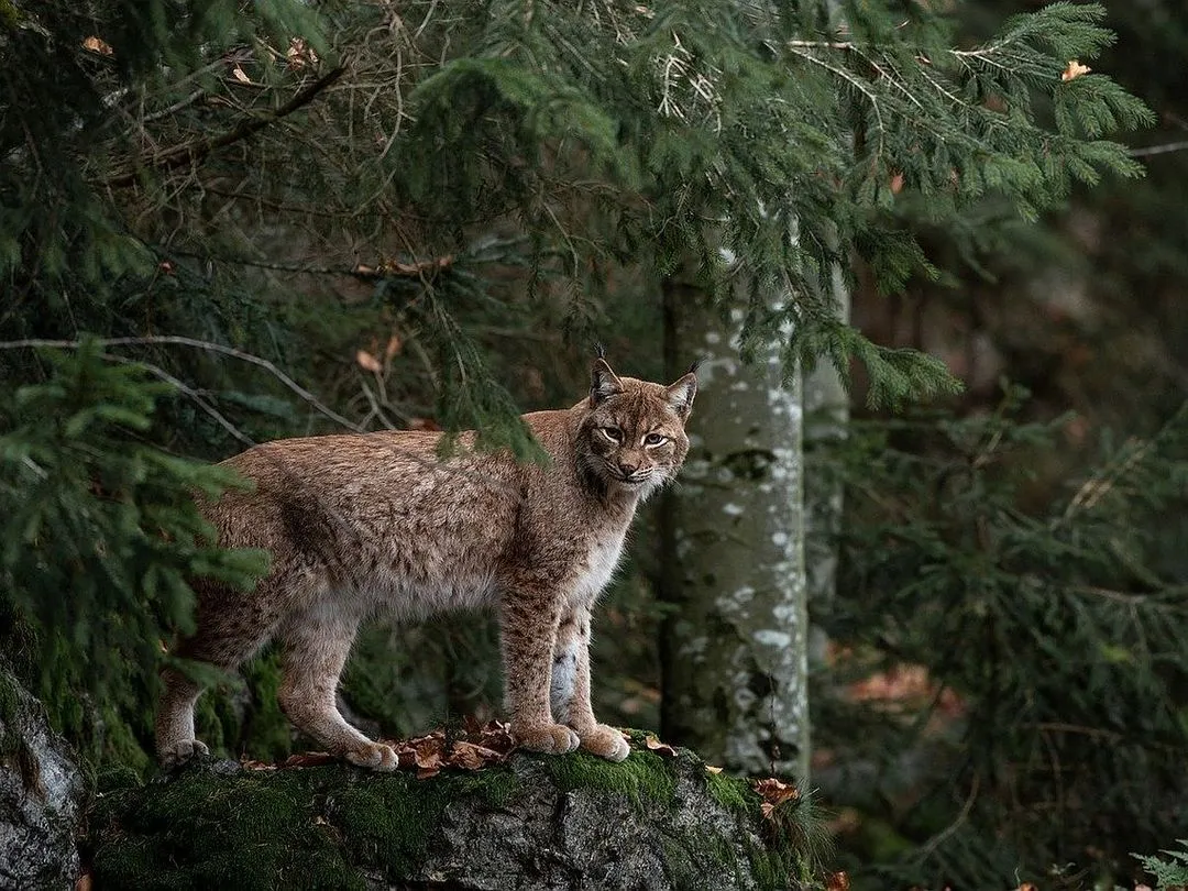 Czym się żywi ryś? Zaskakujące fakty o diecie rysia w naturze