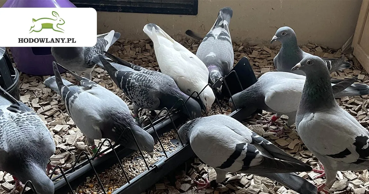Kiedy odrobaczać gołębie, aby uniknąć pasożytów i zapewnić zdrowie
