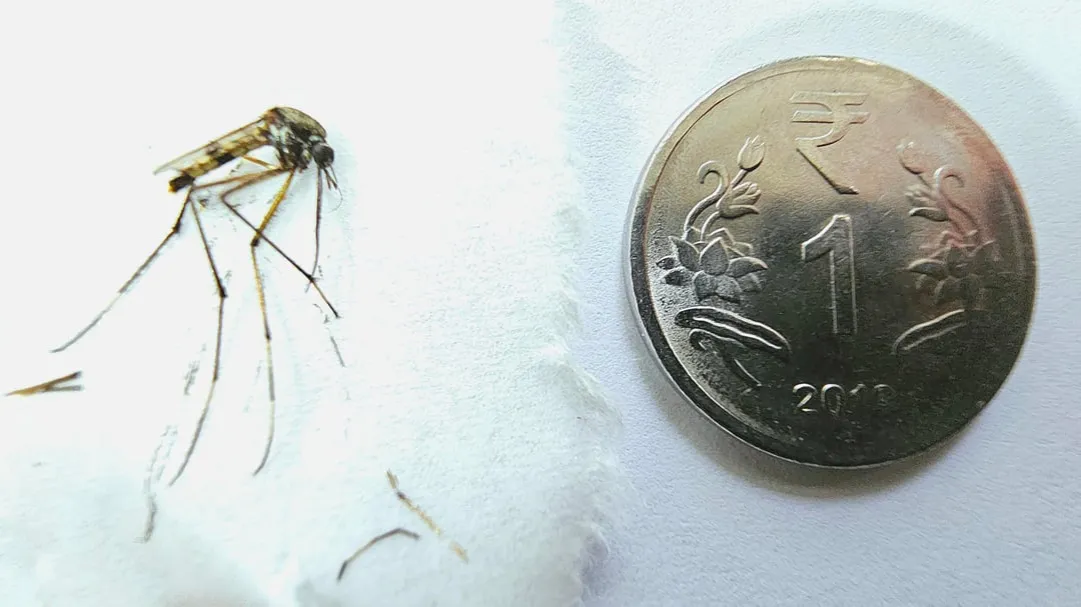 Największy komar na świecie: Fascynujące fakty o Holorusia mikado