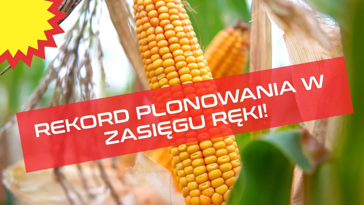 Nawożenie kukurydzy: klucz do 280 kg N/ha i rekordowych plonów?