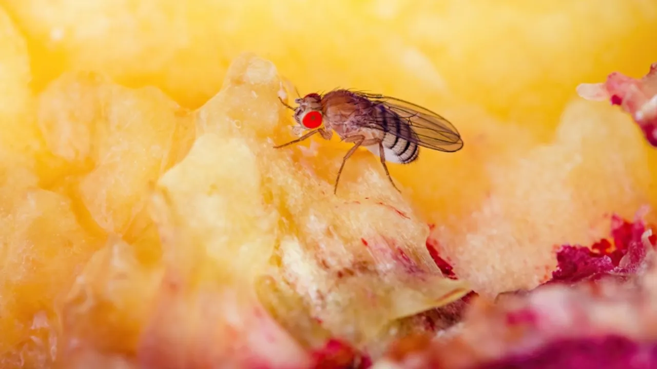 Muszki owocówki: Szybko i skutecznie pozbądź się plagi z kuchni