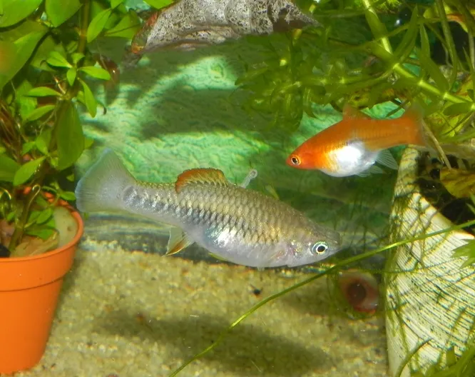 Ile trwa ciąża u rybek akwariowych? Poznaj różnice między gatunkami