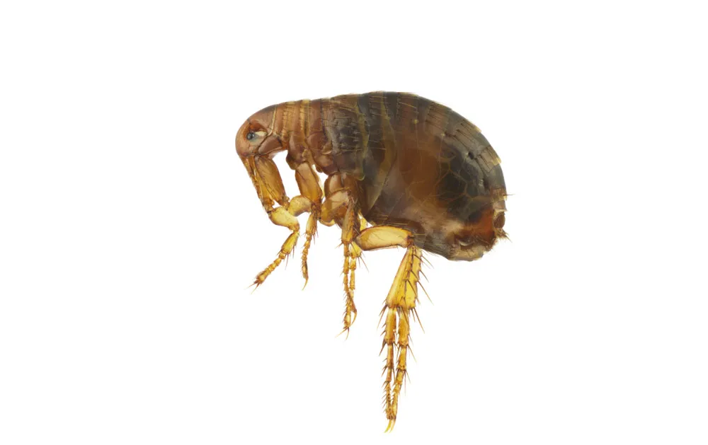 Jak rozmnażają się pchły? Poznaj ich szybki cykl życia i jak zapobiegać infestacji