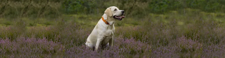 Jak wytresować labradora: skuteczne metody, które zadziałają szybko