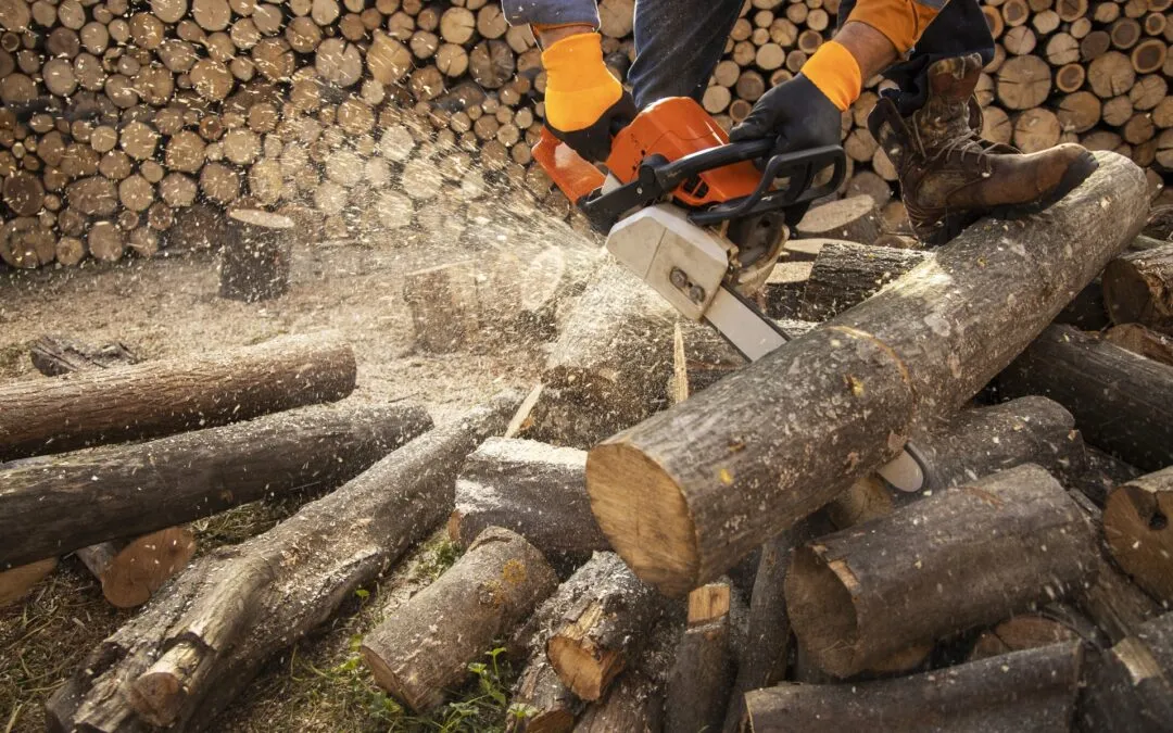 Ile bierze pilarz za wycięcie drzewa? Sprawdź, co wpływa na ceny