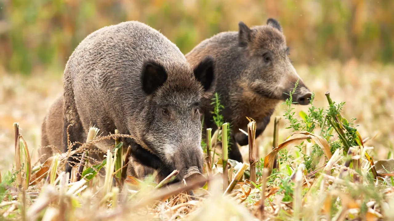 Jak zabezpieczyć się przed dzikami w lesie i uniknąć niebezpieczeństwa