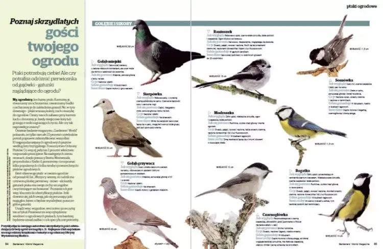 Jak rozpoznać ptaki w ogrodzie i cieszyć się ich pięknem każdego dnia