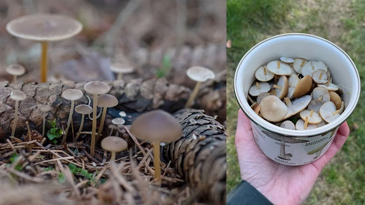 Jakie grzyby w lesie świerkowym warto zbierać i jak ich unikać