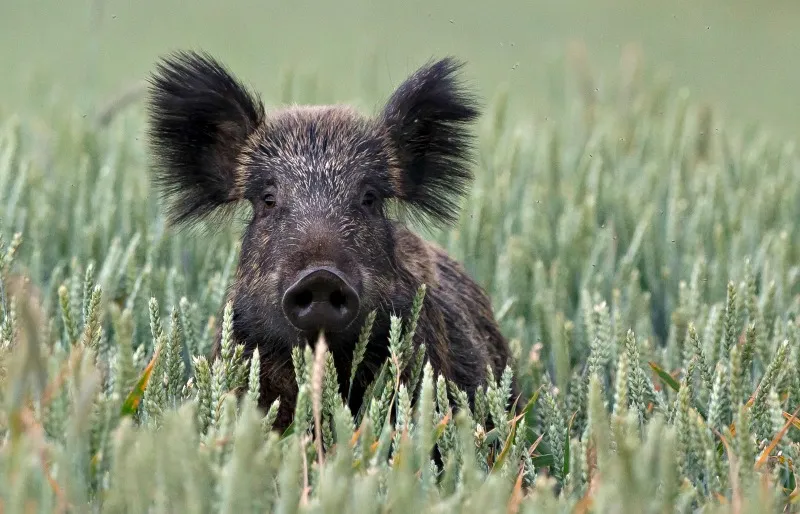 Zwierzęta na ekranie: od słodkich pupili po prawdziwych bohaterów