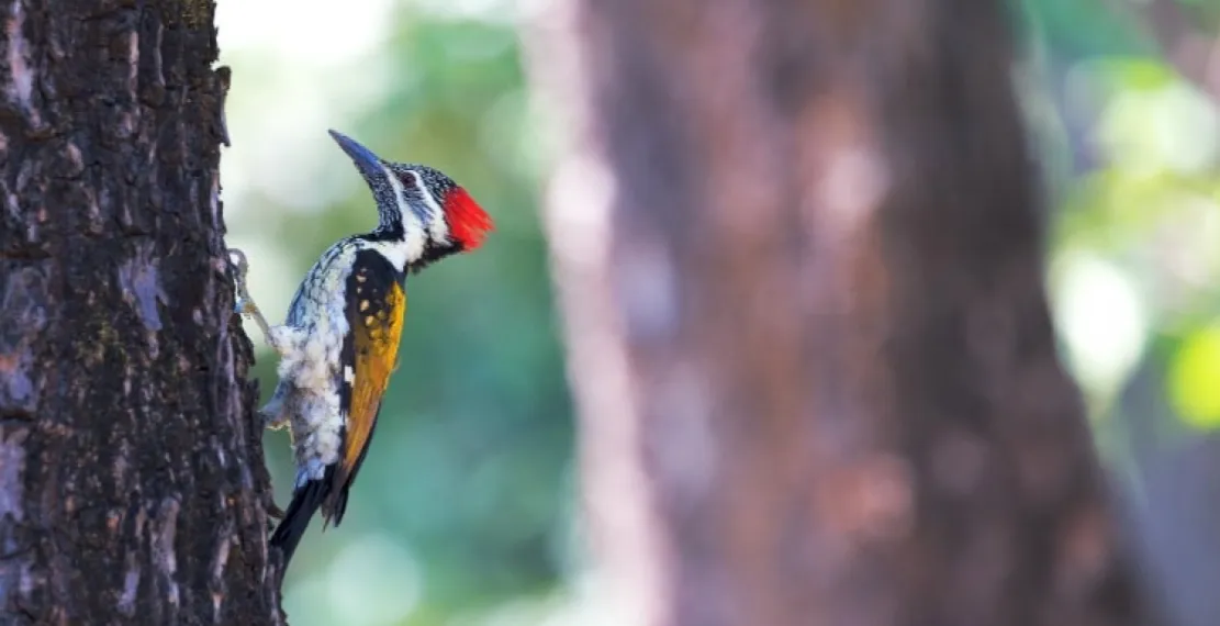 Czym się żywi dzięcioł? Poznaj tajemnice diety tych ptaków