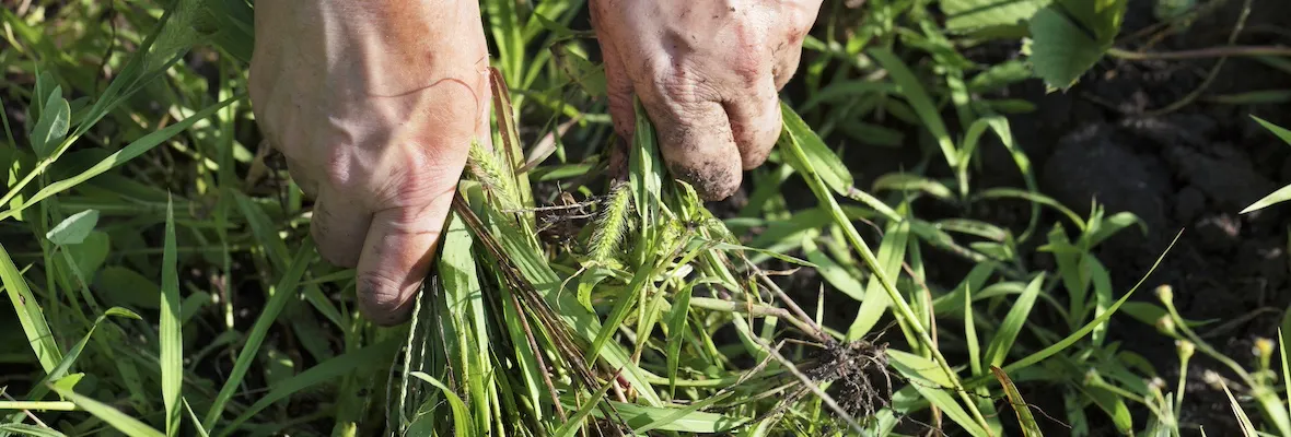 Liliowy chwast w życie: jak rozpoznać i wykorzystać w ogrodzie