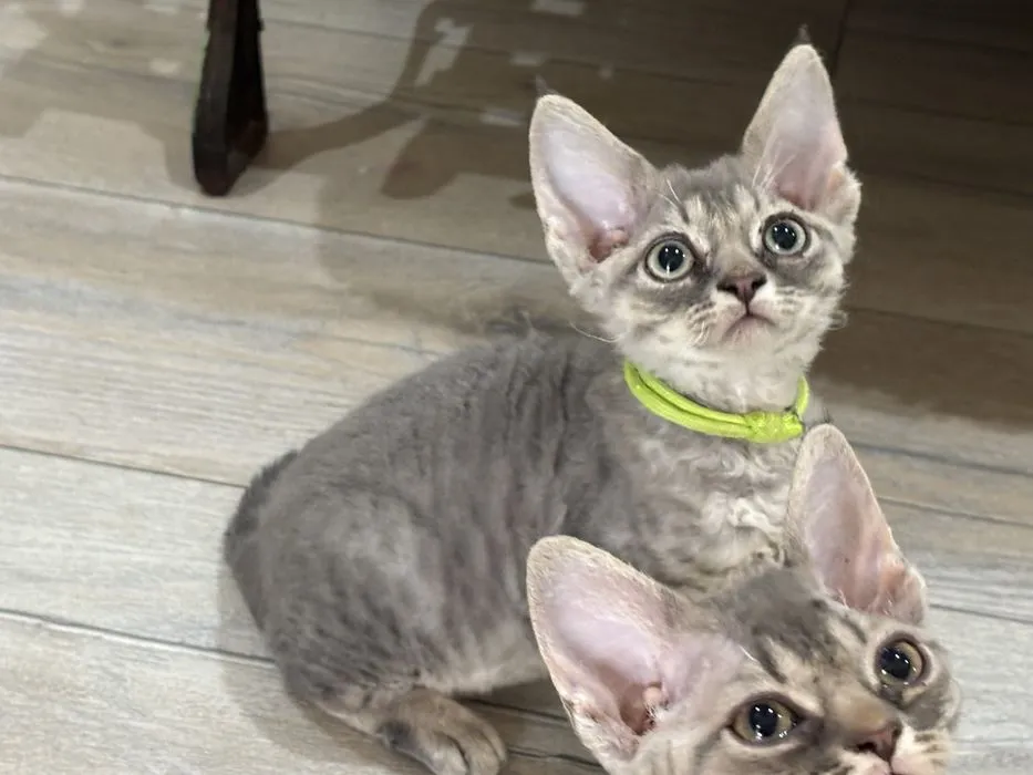 Ceny kociąt Devon Rex w hodowlach – co warto wiedzieć przed zakupem?