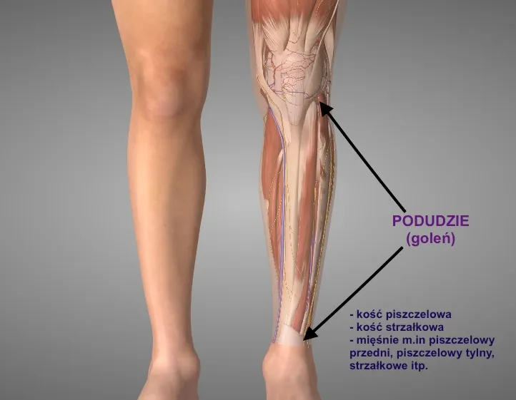 Gdzie są golenie? Odkryj ich znaczenie i lokalizację w anatomii