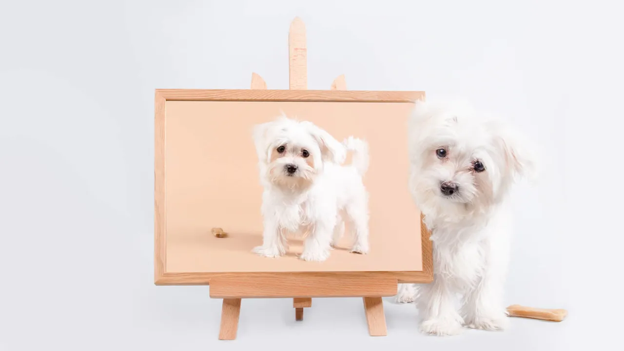 Ile zarabia fotograf zwierzęcy? Odkryj prawdę o zarobkach w tym zawodzie