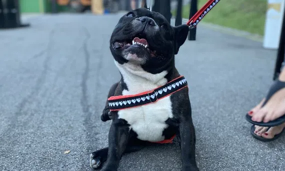Jaką obrożę dla buldoga francuskiego wybrać, by zapewnić komfort?