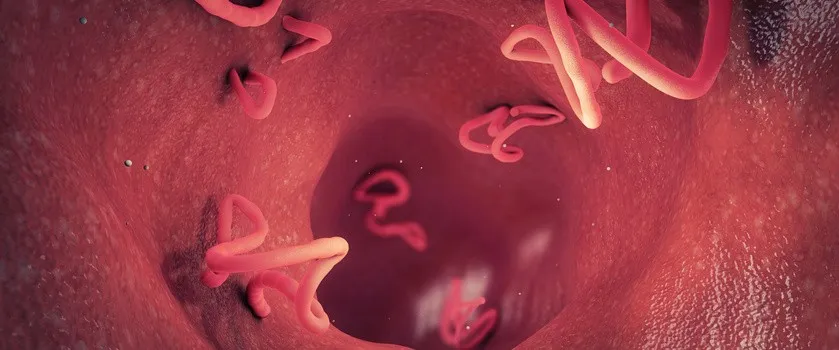 Skuteczne leki na glistę ludzką – jak szybko pozbyć się pasożytów?