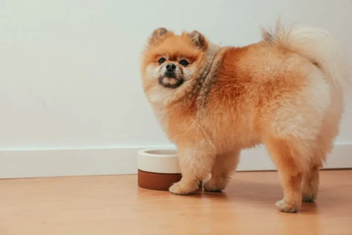 Czy pies może jeść ciepłe jedzenie? Bezpieczne temperatury i korzyści