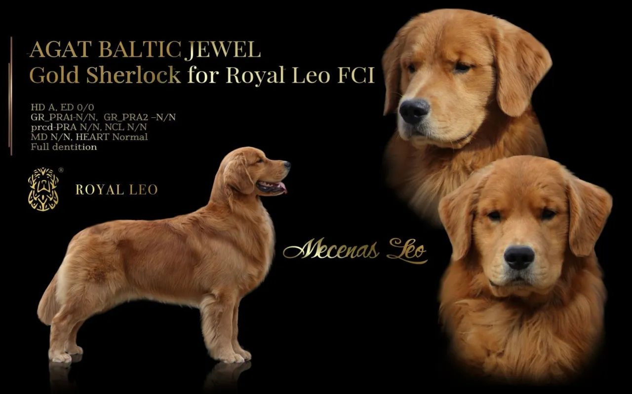 Gdzie można kupić Golden Retrievera? Najlepsze hodowle w Polsce