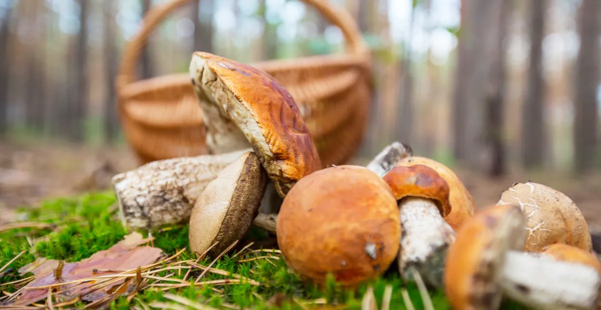 Gdzie na grzyby z noclegiem? Odkryj najlepsze miejsca na wypoczynek